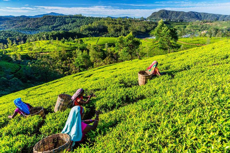 Picking our tea plants and seeds